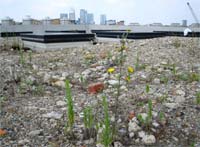 Black redstart roof three years after construction